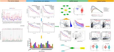 Integrative analyses of prognosis, tumor immunity, and ceRNA network of the ferroptosis-associated gene FANCD2 in hepatocellular carcinoma